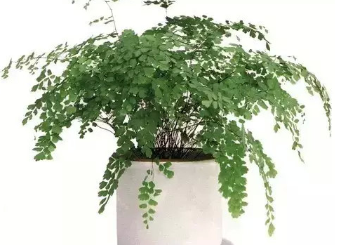 家里放這些花，讓全家更長(zhǎng)壽！