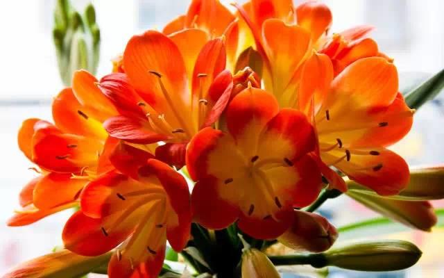 家里放這些花，讓全家更長(zhǎng)壽！